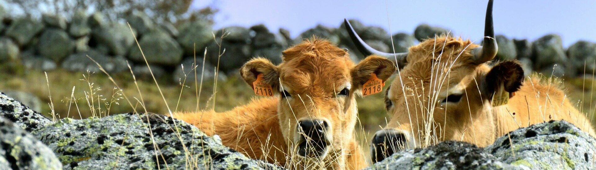 Visite Exploitation Agricole Commune Aubrac Peyre Lozère