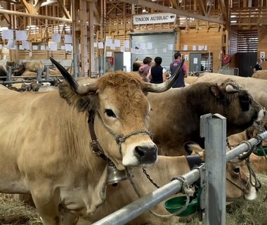 Cette fin de semaine concours race Aubrac