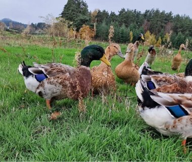 Anthony et Benjamin veillent sur nos canards