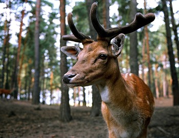 Société de Chasse du Roc de Peyre