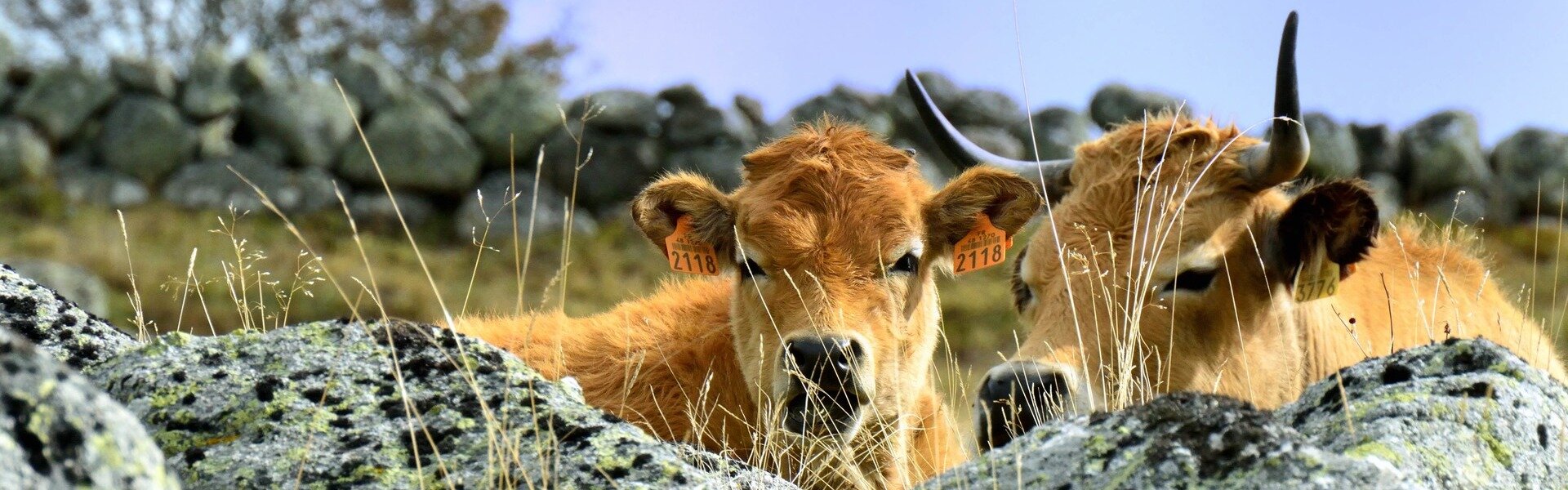 Saint Sauveur de Peyre - Commune déléguée de Peyre en Aubrac